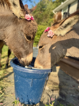 HorseID: 2303817 Pair of Recently Weaned Mini Donkey Jennies - PhotoID: 1086571