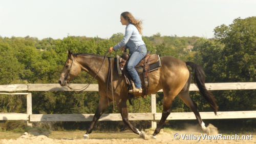 HorseID: 2303818 ELS John Chisum - PhotoID: 1086579