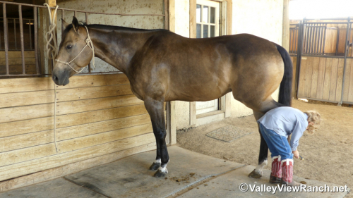 HorseID: 2303818 ELS John Chisum - PhotoID: 1086580