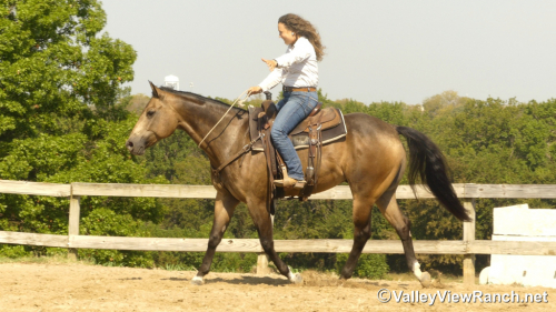 HorseID: 2303818 ELS John Chisum - PhotoID: 1086581