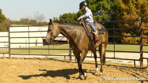 HorseID: 2303818 ELS John Chisum - PhotoID: 1086583