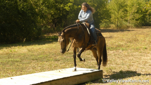 HorseID: 2303818 ELS John Chisum - PhotoID: 1086584