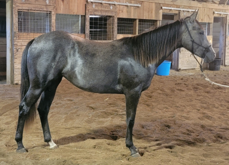 HorseID: 2303820 Smokin Tequila Rose - PhotoID: 1086585