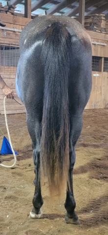 HorseID: 2303820 Smokin Tequila Rose - PhotoID: 1086587