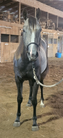 HorseID: 2303820 Smokin Tequila Rose - PhotoID: 1086588