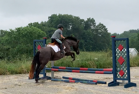 HorseID: 2303821 Only When in Roan - PhotoID: 1086589