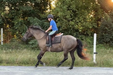 HorseID: 2303821 Only When in Roan - PhotoID: 1086591