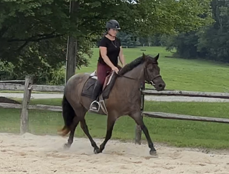 HorseID: 2303821 Only When in Roan - PhotoID: 1086592