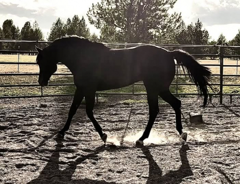 HorseID: 2303824 ZIPS MASTER PLAN - PhotoID: 1086594