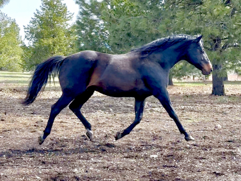 HorseID: 2303824 ZIPS MASTER PLAN - PhotoID: 1086596