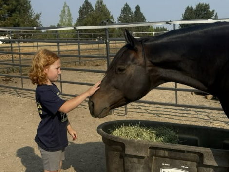 HorseID: 2303824 ZIPS MASTER PLAN - PhotoID: 1086597