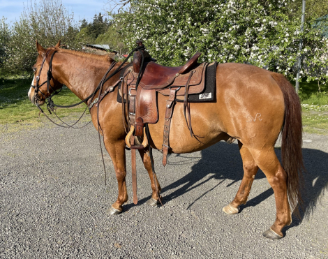 HorseID: 2303825 Lintons Blue Rey - PhotoID: 1086598