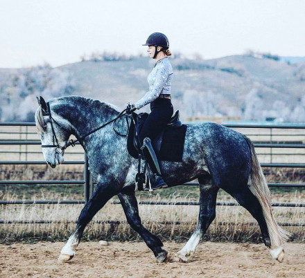 HorseID: 2303826 Manu Fortis Mr Blue Sky - PhotoID: 1087094