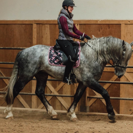 HorseID: 2303826 Manu Fortis Mr Blue Sky - PhotoID: 1087188