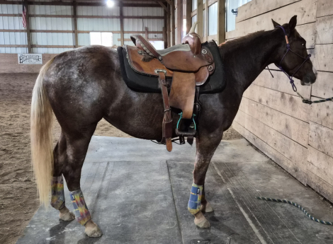 HorseID: 2303828 SHR Kitty Kat - PhotoID: 1086605