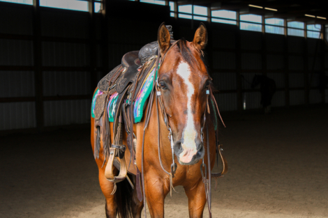 HorseID: 2303829 Taxi Cat Cruiser - PhotoID: 1086606