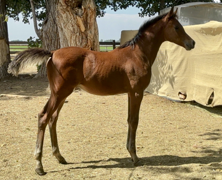 HorseID: 2303830 Incyteful Dreams SCA - PhotoID: 1086607