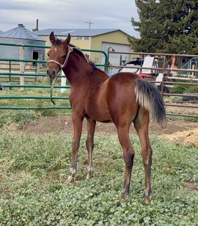 HorseID: 2303830 Incyteful Dreams SCA - PhotoID: 1086608