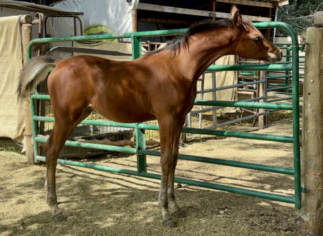 HorseID: 2303830 Incyteful Dreams SCA - PhotoID: 1086609