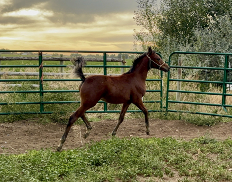 HorseID: 2303830 Incyteful Dreams SCA - PhotoID: 1086610