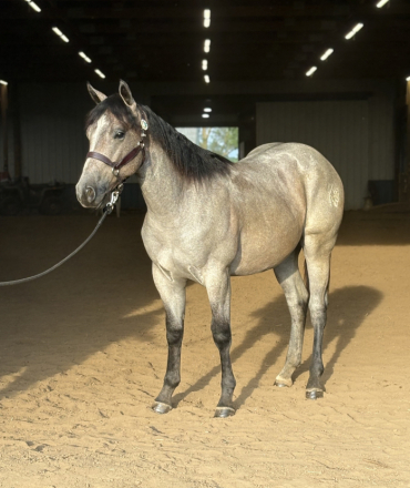 HorseID: 2303831 Bang For Your Buck - PhotoID: 1086611