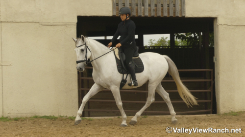 HorseID: 2303836 Cocinero HGF - PhotoID: 1086612