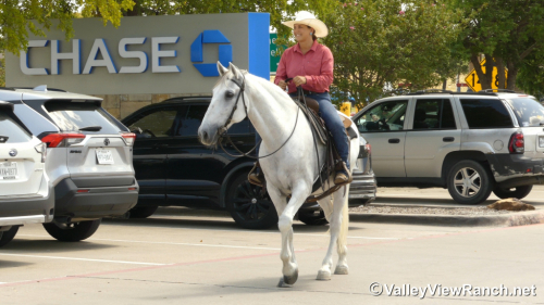 HorseID: 2303836 Cocinero HGF - PhotoID: 1086613