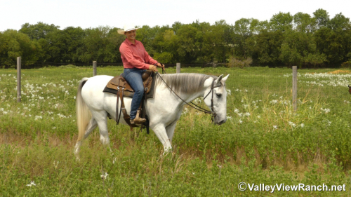 HorseID: 2303836 Cocinero HGF - PhotoID: 1086614