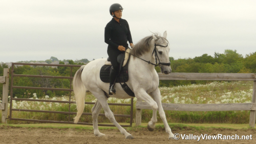 HorseID: 2303836 Cocinero HGF - PhotoID: 1086615