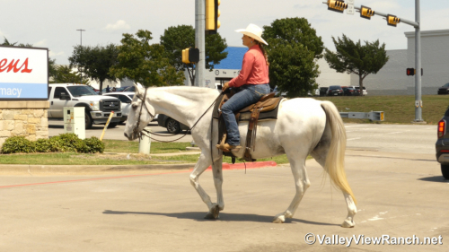 HorseID: 2303836 Cocinero HGF - PhotoID: 1086616