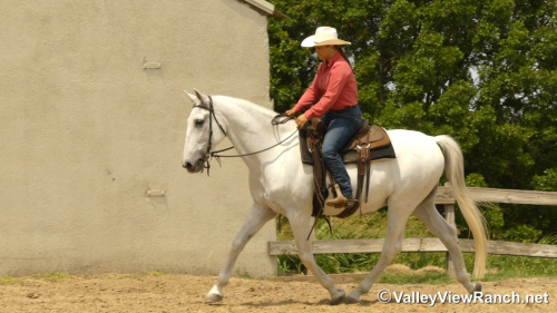 HorseID: 2303836 Cocinero HGF - PhotoID: 1086617