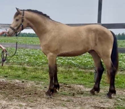 HorseID: 2303838 Java DQS - PhotoID: 1086618