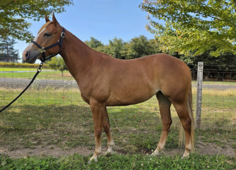 HorseID: 2303841 Slash J Peppy Sugar - PhotoID: 1087629