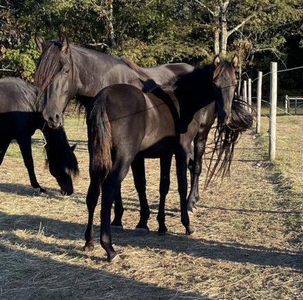 HorseID: 2303844 Hopes Firestorm (registration pending) - PhotoID: 1086645