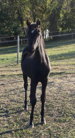 HorseID: 2303845 Hopes Miss Moonfire (registration pending) - PhotoID: 1086644