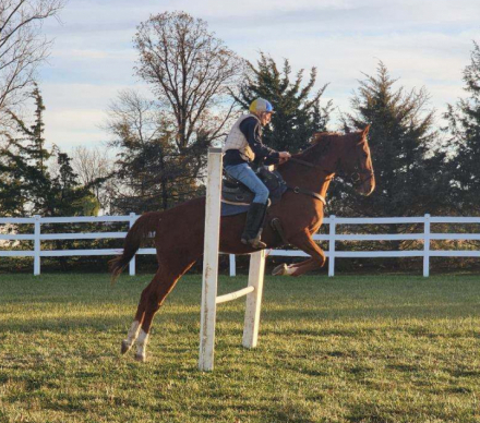 HorseID: 2303846 Majestic Mr. Jones - PhotoID: 1086907