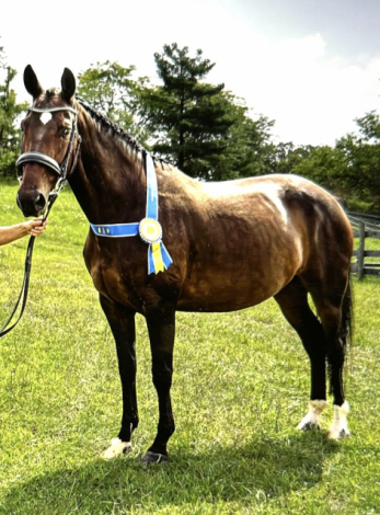 HorseID: 2303848 wendolyn - PhotoID: 1086632