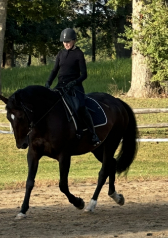 HorseID: 2303848 wendolyn - PhotoID: 1086633