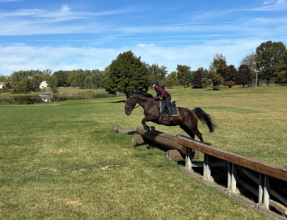 HorseID: 2303848 wendolyn - PhotoID: 1086634