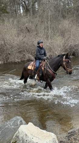 HorseID: 2303848 wendolyn - PhotoID: 1086635