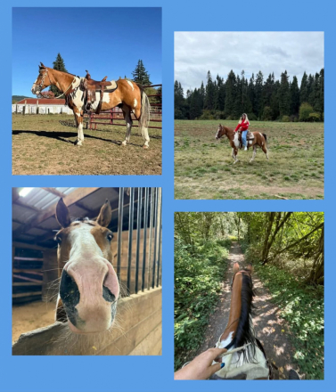 HorseID: 2303849 Wallie - PhotoID: 1086636