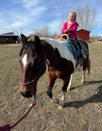 HorseID: 2303852 Miss Cedar Belle - PhotoID: 1086637