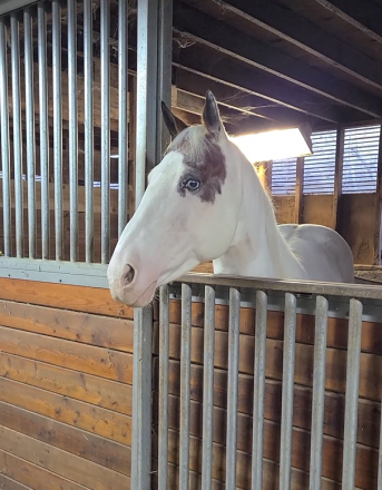 HorseID: 2303853 Moon - PhotoID: 1086638