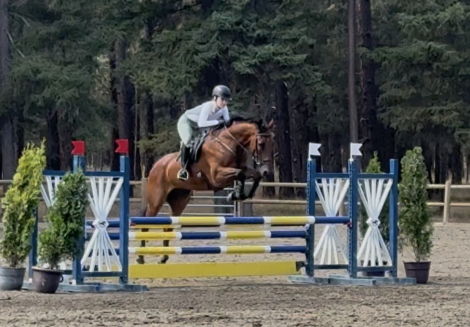 HorseID: 2303855 TBF Classic Altum - PhotoID: 1086687