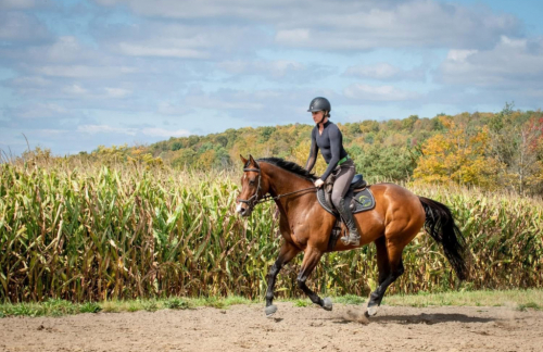 HorseID: 2303858 Tiz Octavia - PhotoID: 1086642