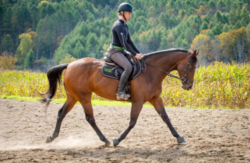 HorseID: 2303858 Tiz Octavia - PhotoID: 1086643