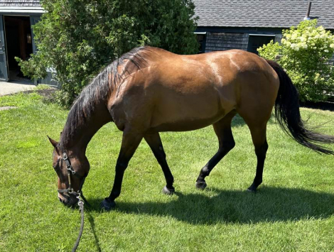 HorseID: 2303858 Tiz Octavia - PhotoID: 1086641