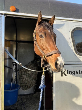 HorseID: 2303858 Tiz Octavia - PhotoID: 1086640