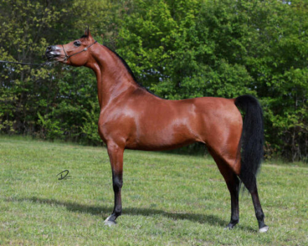 HorseID: 2303865 Grhantaire VC - PhotoID: 1086651