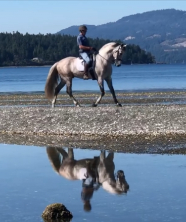 HorseID: 2303866 Janeiro - PhotoID: 1086652